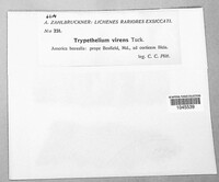 Trypethelium virens image